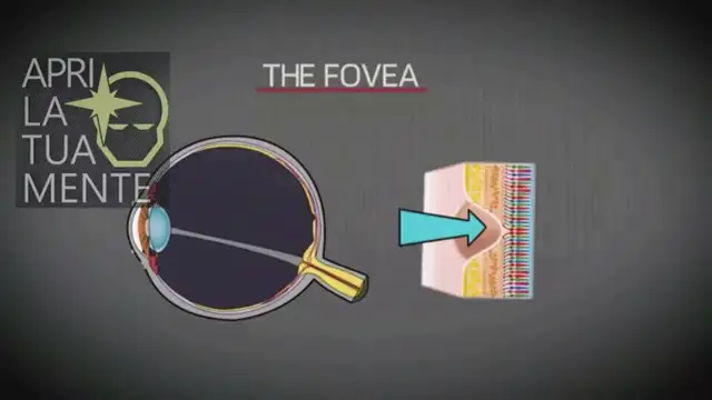 Dott. Jack Kruse: la verità sulla luce artificiale (blu)
